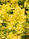 Барбарис Тунберга Мария / Berberis Thunbergll Maria 27143 фото 3