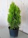 Туя западная Джанет Голд / Thuja occidentalis Janed Gold 24945 фото 1