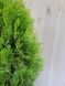 Туя западная Джанет Голд / Thuja occidentalis Janed Gold 24945 фото 2