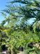 Кипарисовик Лейланда / Cupressocyparis leylandii 32906 фото 2