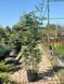 Кипарисовик Лейланда / Cupressocyparis leylandii 32906 фото 1