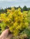 Очиток скельний Ангеліна / Sedum Rupestre Angelina 28230 фото 1