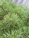 Сосна крючковатая Грюн Велле / Pinus uncinata Grune Welle 27591 фото 2