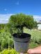 Сосна крючковатая Грюн Велле / Pinus uncinata Grune Welle 27591 фото 1