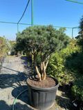 Сосна обыкновенная Ватерери формированная зонт / Pinus sylvestris Watereri Parasoli 24621 фото