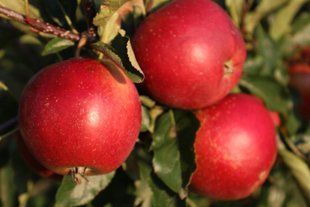 Яблуня Фуджі / Malus domestica Fuji 30379 фото
