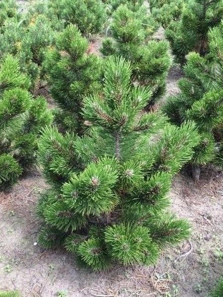 Сосна білокора Літл Дракула / Pinus heldreichii Little Dracula 31670 фото