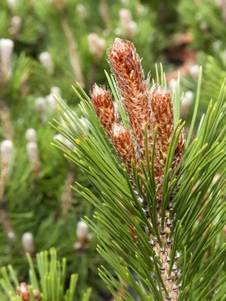 Сосна білокора Літл Дракула / Pinus heldreichii Little Dracula 31670 фото