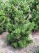 Сосна білокора Літл Дракула / Pinus heldreichii Little Dracula 31670 фото 2