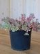 Очиток скельний видовий / Sedum Rupestre 21002 фото 2