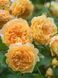 Роза плетистая Кр. Принцесса Маргарет / Rose Crown Princess Margaretha 31124 фото 1
