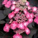 Гортензія пильчаста Даредевіл / Hydrangea serrata Daredevil 31358 фото 1