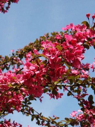 Яблоня декоративная Прериефайер / Malus &times; moerlandsii Prairiefire 33620 фото