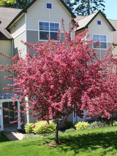 Яблоня декоративная Прериефайер / Malus &times; moerlandsii Prairiefire 33620 фото