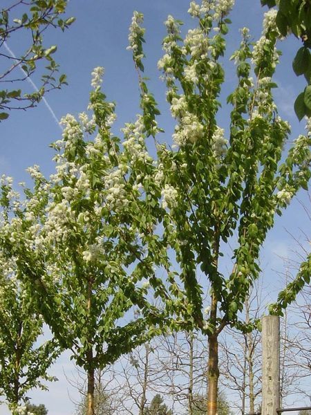 Черемуха Маака Амбер Бьюти / Prunus maackii Amber Beauty 29346 фото