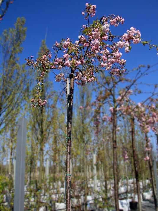 Сакура мелкопильчатая Кику-Шидаре-Закура / Prunus serrulata Kiku