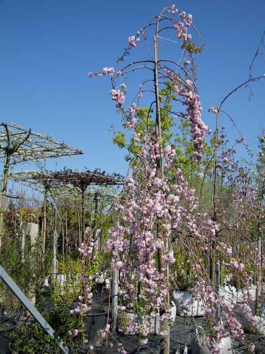 Сакура мелкопильчатая Кику-Шидаре-Закура / Prunus serrulata Kiku