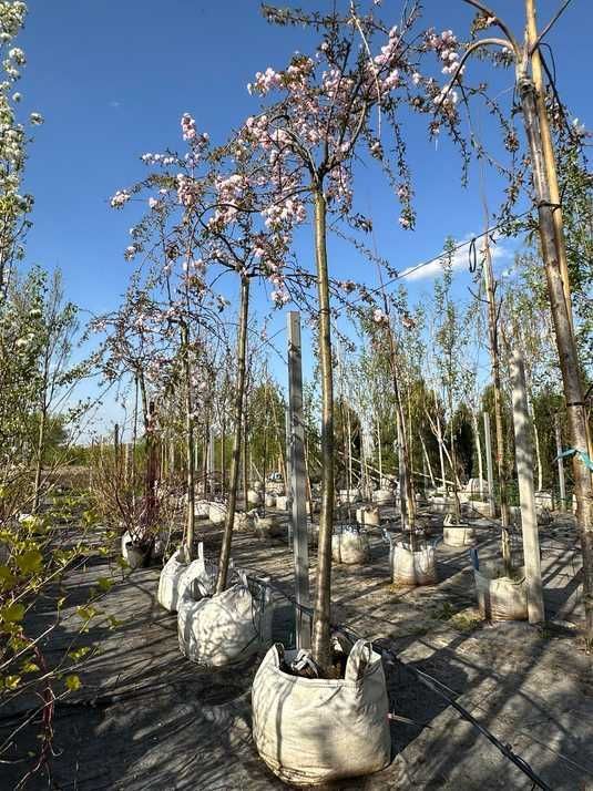 Сакура мелкопильчатая Кику-Шидаре-Закура / Prunus serrulata Kiku