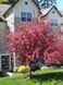 Яблоня декоративная Прериефайер / Malus &times; moerlandsii Prairiefire 33620 фото 2