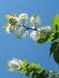 Черемуха Маака Амбер Бьюти / Prunus maackii Amber Beauty 29346 фото 1