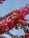 Яблоня декоративная Прериефайер / Malus &times; moerlandsii Prairiefire 33620 фото 1