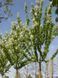 Черемуха Маака Амбер Бьюти / Prunus maackii Amber Beauty 29346 фото 2