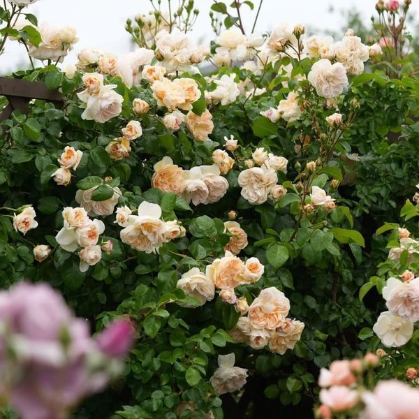 Роза флорибунда Ариадна / Rose Ariadne 35021 фото