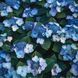 Гортензия пильчатая Мэджик Пиллоу / Hydrangea serrata Magik Pillow 31357 фото 1