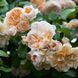 Роза флорибунда Ариадна / Rose Ariadne 35021 фото 1