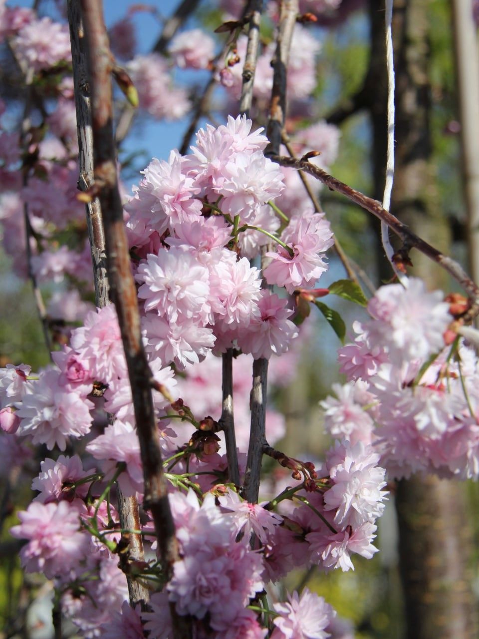 Сакура мелкопильчатая Кику-Шидаре-Закура / Prunus serrulata Kiku
