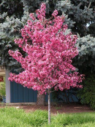 Яблоня декоративная Роял Рейндропс / Malus Royal Raindrops 33622 фото