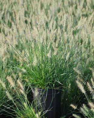 Пеннісетум лисохвостий Літл Бані / Pennisetum alopecuroides Little Bunny 35242 фото