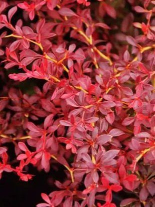 Барбарис Тунберга Оранж Дрім / Berberis thunbergii Orange Dream 27156 фото
