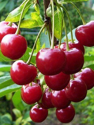 Вишня Встреча / Prunus avium 30640 фото