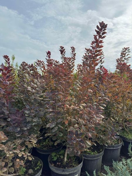 Скумпія шкіряста Роял Перпл / Cotinus coggygria Royal Purple 25109 фото