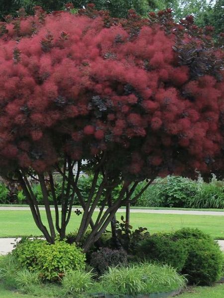 Скумпія шкіряста Роял Перпл / Cotinus coggygria Royal Purple 25109 фото