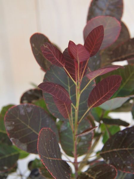 Скумпія шкіряста Роял Перпл / Cotinus coggygria Royal Purple 25109 фото