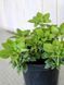 Пахізандра верхівкова Грін Карпет / Pachysandra terminalis Green Carpet 31327 фото 2