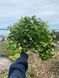 Пахізандра верхівкова Грін Карпет / Pachysandra terminalis Green Carpet 31327 фото 1