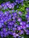 Колокольчик карпатский / Campanula carpatica 24326 фото 1