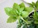 Пахізандра верхівкова Грін Карпет / Pachysandra terminalis Green Carpet 31327 фото 3
