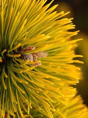 Сосна гірська Зюндерт / Pinus mugo Zundert 31514 фото