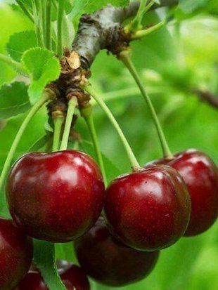 Вишня Чудо / Prunus avium 30642 фото
