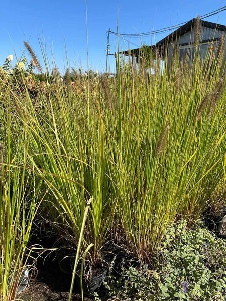 Пенисетум лисохвостый Блэк Бьюти / Pennisetum alopecuroides Black Beauty 31455 фото