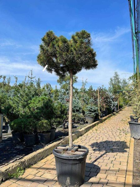 Сосна гірська Зюндерт / Pinus mugo Zundert 31514 фото