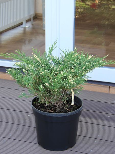 Можжевельник горизонтальный Андорра Вариегата / Juniperus horizontalis Andorra Variegata 29219 фото