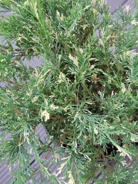Можжевельник горизонтальный Андорра Вариегата / Juniperus horizontalis Andorra Variegata 29219 фото