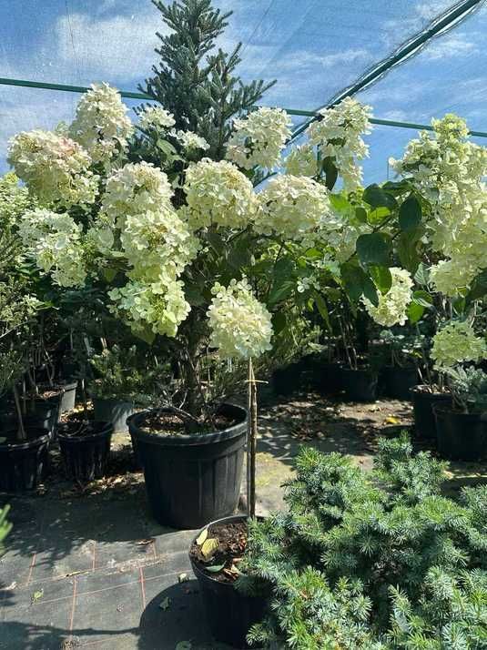 Гортензия метельчатая Даймонд Руж / Hydrangea paniculata Diamant