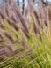 Пенисетум лисохвостый Блэк Бьюти / Pennisetum alopecuroides Black Beauty 31455 фото 1
