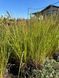 Пенисетум лисохвостый Блэк Бьюти / Pennisetum alopecuroides Black Beauty 31455 фото 2